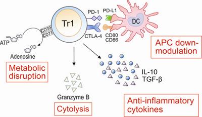 Roles of type 1 regulatory T (Tr1) cells in allergen-specific immunotherapy